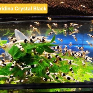 CRYSTAL BLACK - 1.0 CM *THIS WEEK ONLY* PLUS 3 EXTRA FOR EACH GROUP OF 10