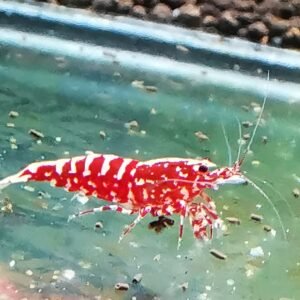 GALAXY RED - 1.0 CM (2 extra for each group of 10)
