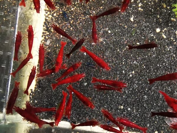 RED CHERRY HIGH GRADE - 1.5-2.0 CM PLUS 2 EXTRA TO EACH GROUP OF 10 - Image 4