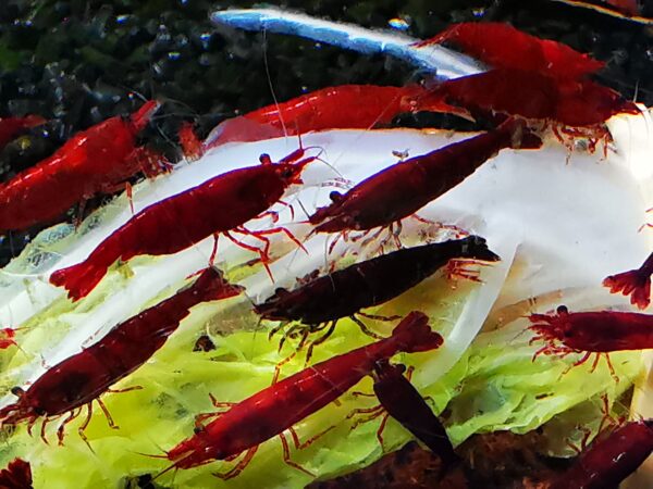 RED CHERRY HIGH GRADE - 1.5-2.0 CM PLUS 2 EXTRA TO EACH GROUP OF 10 - Image 2