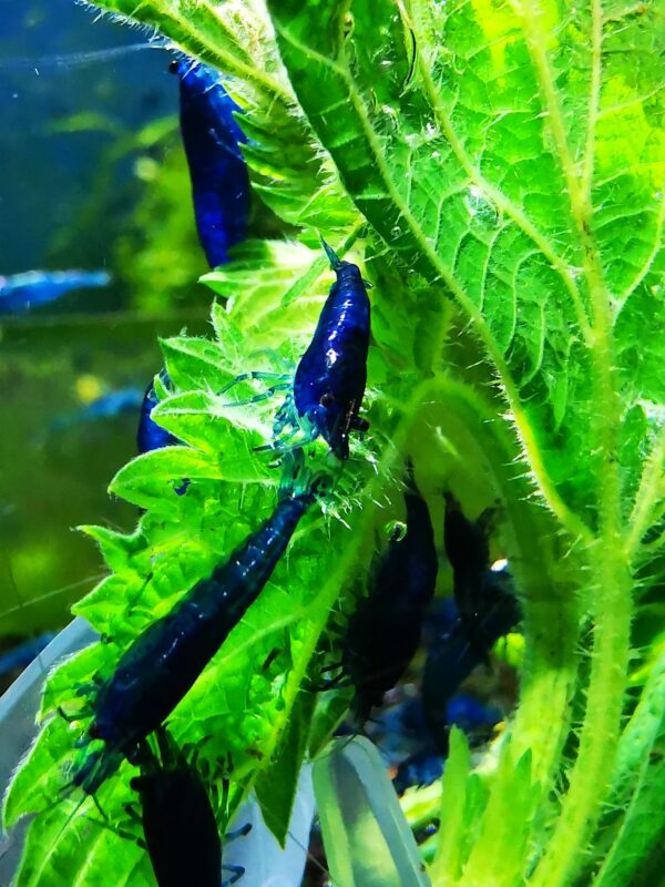 BLUE HIGH GRADE - 1.5-2.0 CM - obrazek 2