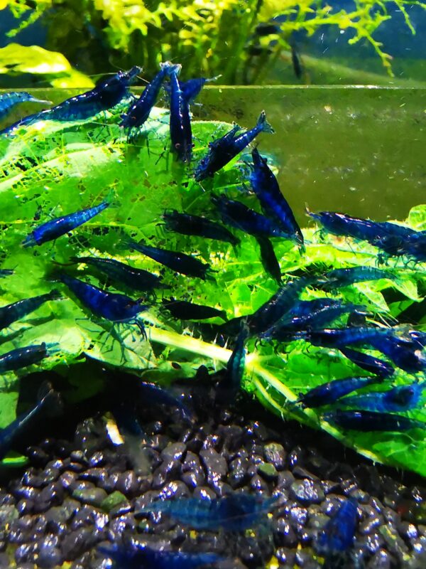 BLUE HIGH GRADE - 1.5-2.0 CM - obrazek 3