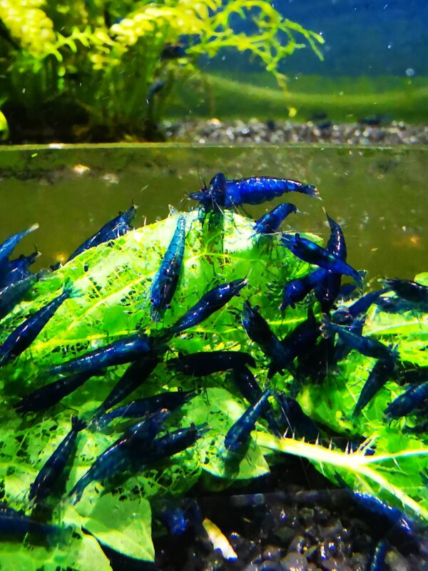 BLUE HIGH GRADE - 1.5-2.0 CM