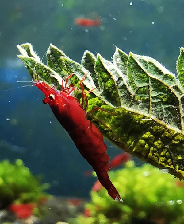 RED CHERRY HIGH GRADE - 1.5-2.0 CM PLUS 2 EXTRA TO EACH GROUP OF 10