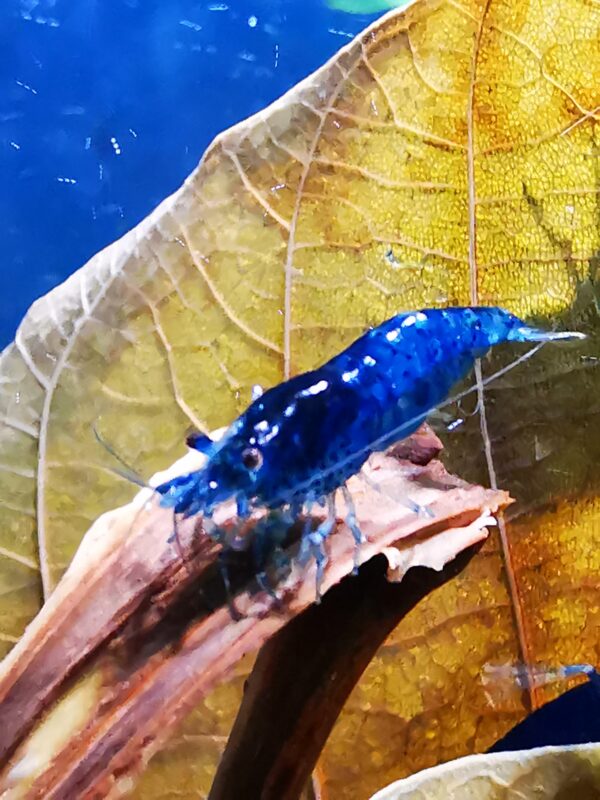 BLUE HIGH GRADE - 1.5-2.0 CM - obrazek 4