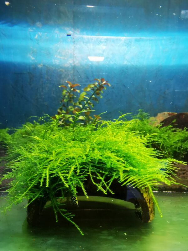 TAIWAN MOSS ON THE HALF OF COCONUT SHELL  SIZE APPROX 9-10 CM - Image 2