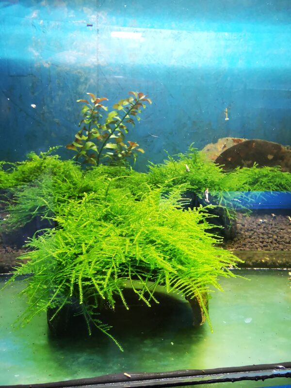TAIWAN MOSS ON THE HALF OF COCONUT SHELL  SIZE APPROX 9-10 CM - Image 3