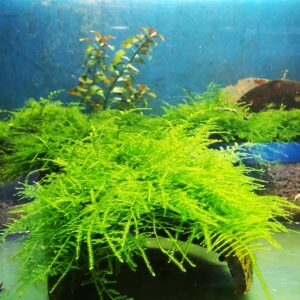 TAIWAN MOSS ON THE HALF OF COCONUT SHELL  SIZE APPROX 9-10 CM