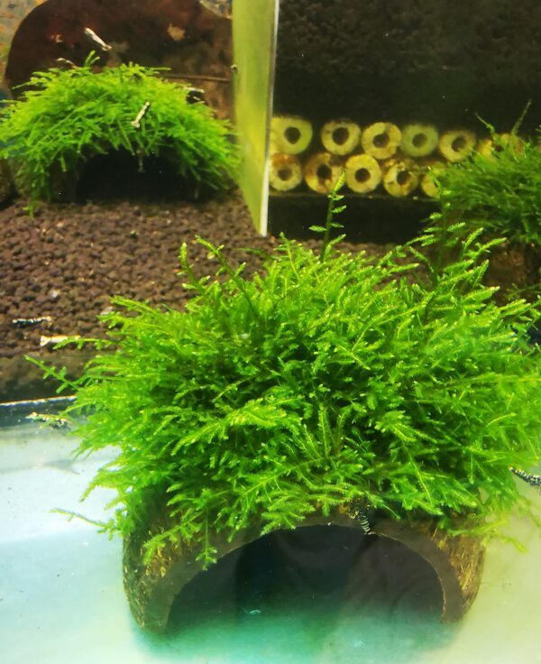 PEACOCK MOSS ON THE HALF OF COCONUT SHELL   SIZE APPROX 9-10 CM - obrazek 2