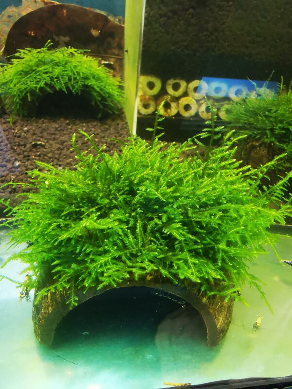 PEACOCK MOSS ON THE HALF OF COCONUT SHELL   SIZE APPROX 9-10 CM