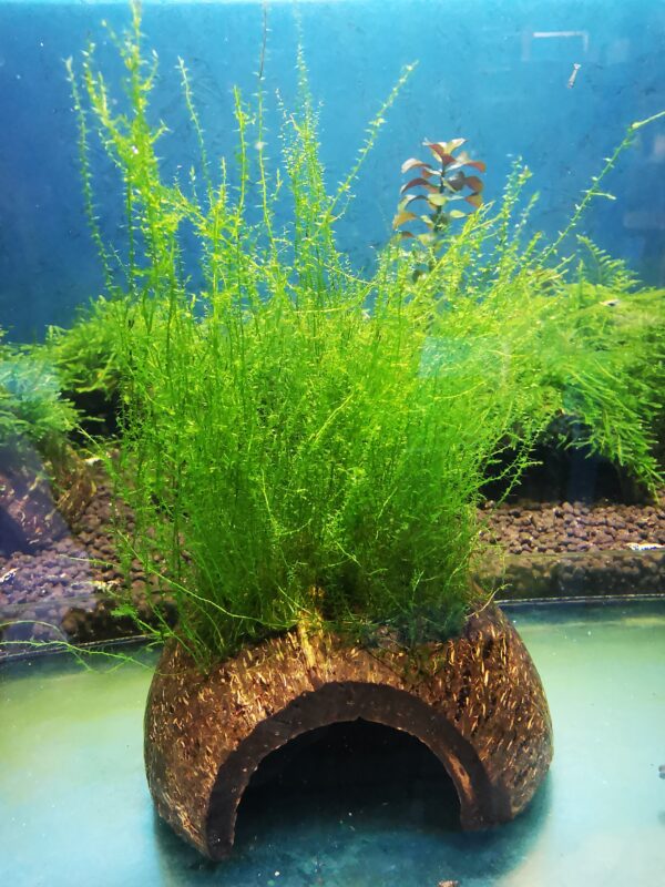 STRINGY MOSS ON THE HALF OF COCONUT SHELL  SIZE APPROX 9-10 CM