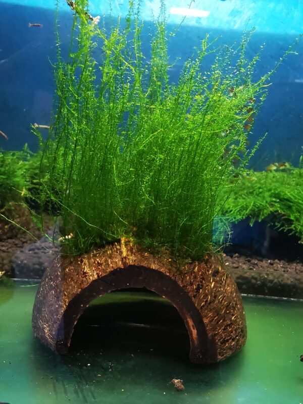 STRINGY MOSS ON THE HALF OF COCONUT SHELL  SIZE APPROX 9-10 CM - Image 2