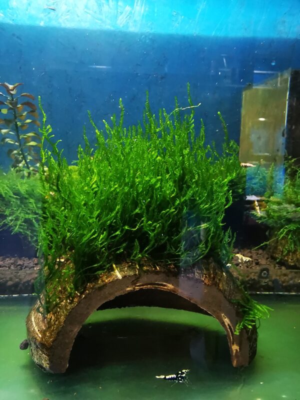 FLAME MOSS ON THE HALF OF COCONUT SHELL  SIZE  APPROX 9-10 CM - obrazek 2