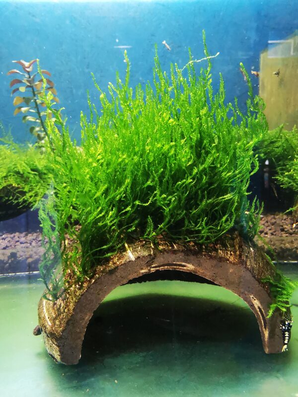 FLAME MOSS ON THE HALF OF COCONUT SHELL  SIZE  APPROX 9-10 CM