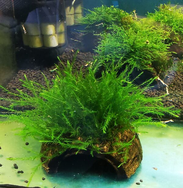 WILLOW  MOSS ON THE HALF OF COCONUT SHELL  SIZE APPROX 9-10 CM - Image 2