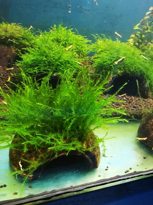 WILLOW  MOSS ON THE HALF OF COCONUT SHELL  SIZE APPROX 9-10 CM - Image 3
