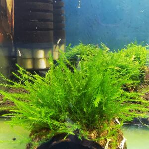 WILLOW  MOSS ON THE HALF OF COCONUT SHELL  SIZE APPROX 9-10 CM