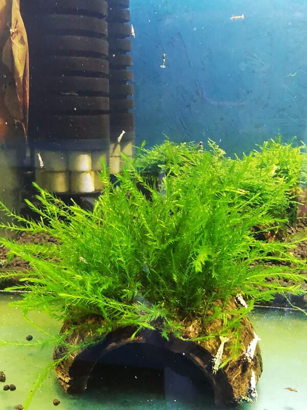 WILLOW  MOSS ON THE HALF OF COCONUT SHELL  SIZE APPROX 9-10 CM