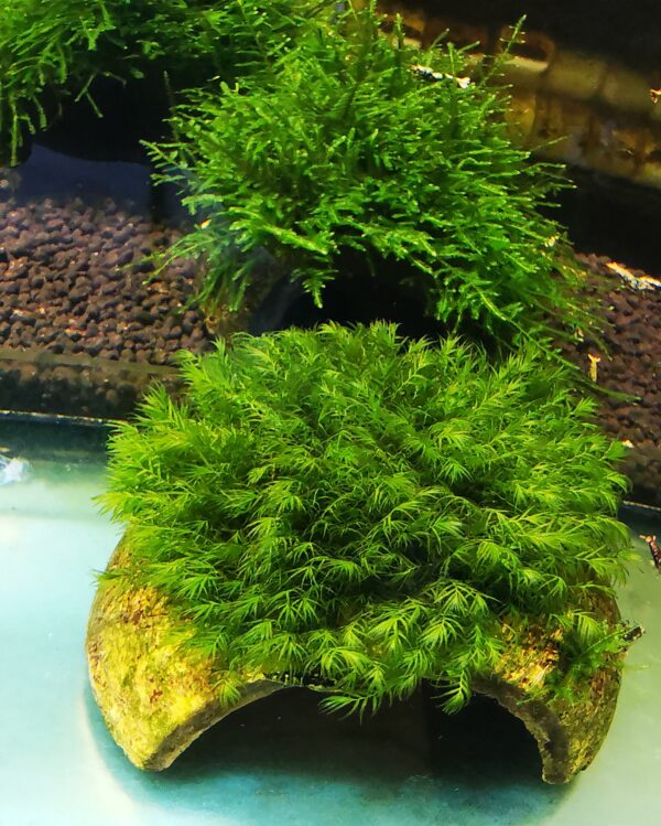 FISSIDENS MOSS ON THE HALF OF COCONUT SHELL SIZE APPROX 9-10 CM - Image 2