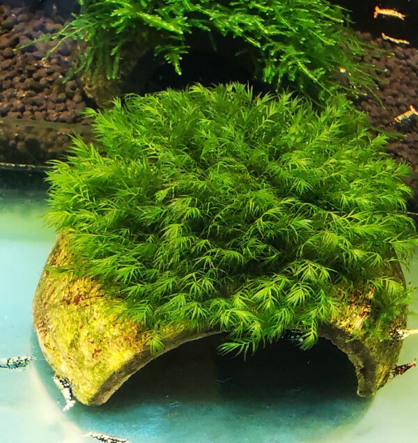 FISSIDENS MOSS ON THE HALF OF COCONUT SHELL SIZE APPROX 9-10 CM