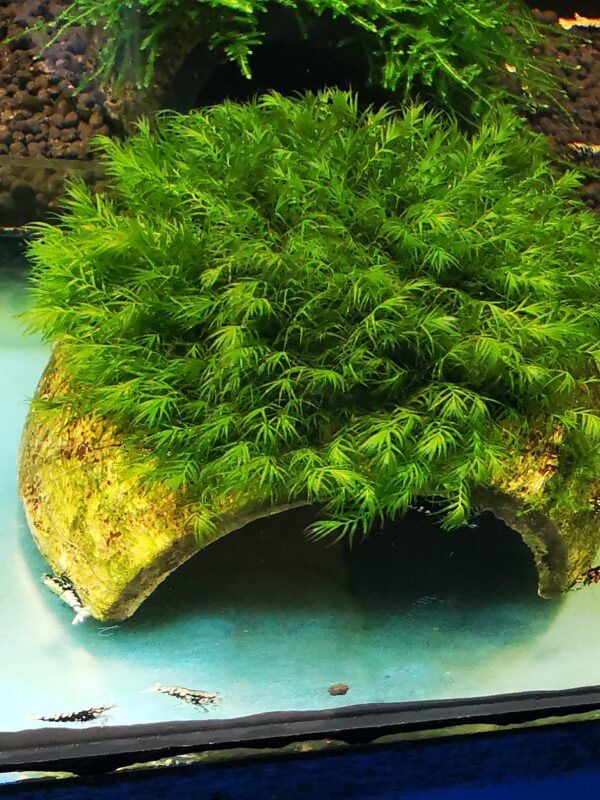 FISSIDENS MOSS ON THE HALF OF COCONUT SHELL SIZE APPROX 9-10 CM - Image 3
