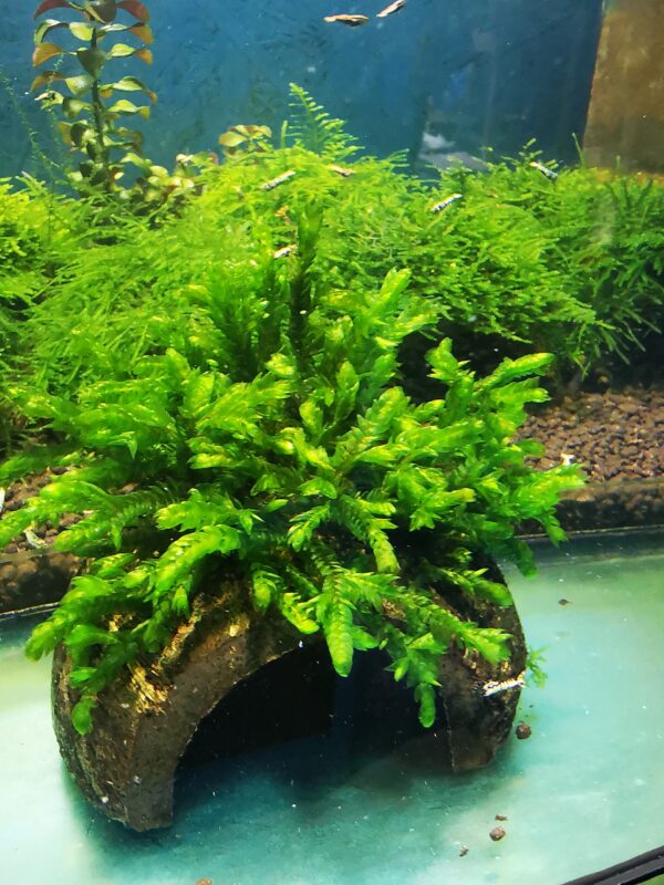 WILLOW GIGANTEA MOSS ON THE HALF OF COCONUT SHELL  SIZE APPROX 9-10 CM - Image 3