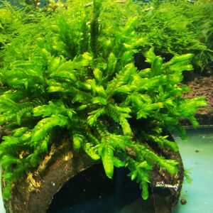 WILLOW GIGANTEA MOSS ON THE HALF OF COCONUT SHELL  SIZE APPROX 9-10 CM