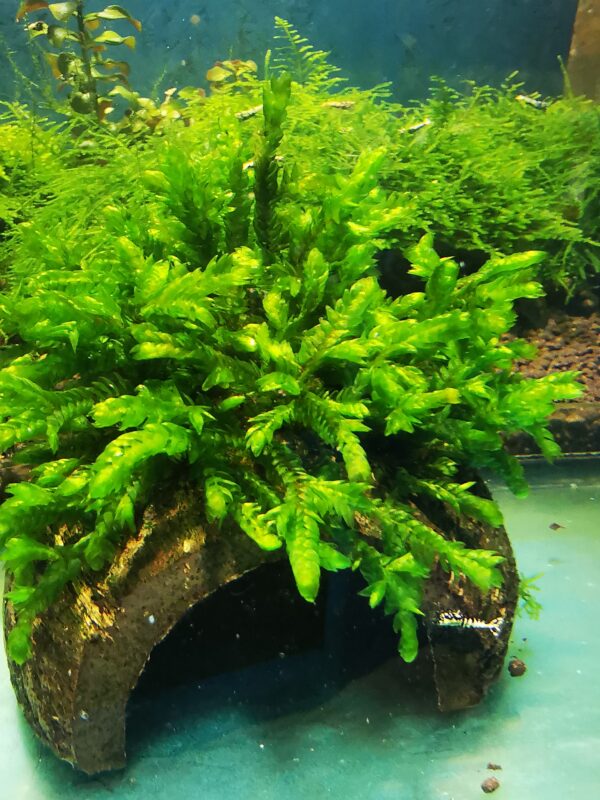 WILLOW GIGANTEA MOSS ON THE HALF OF COCONUT SHELL  SIZE APPROX 9-10 CM
