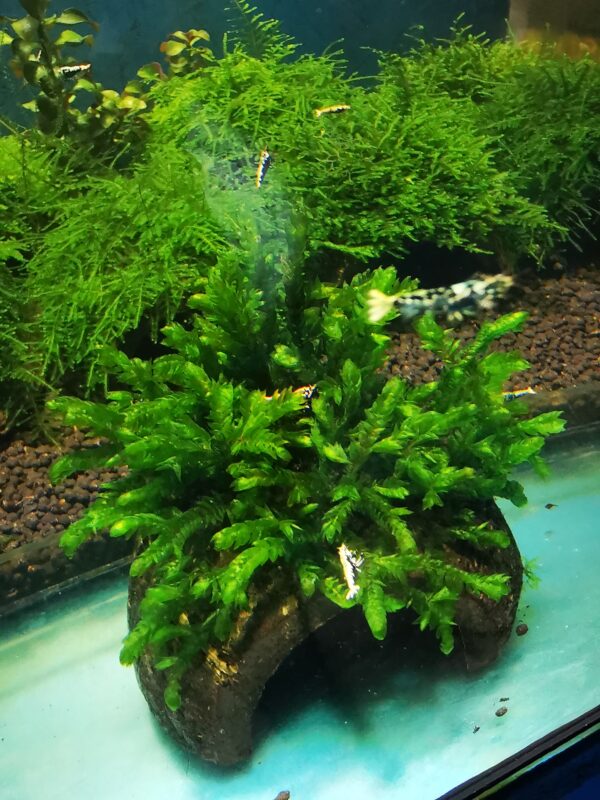 WILLOW GIGANTEA MOSS ON THE HALF OF COCONUT SHELL  SIZE APPROX 9-10 CM - Image 2