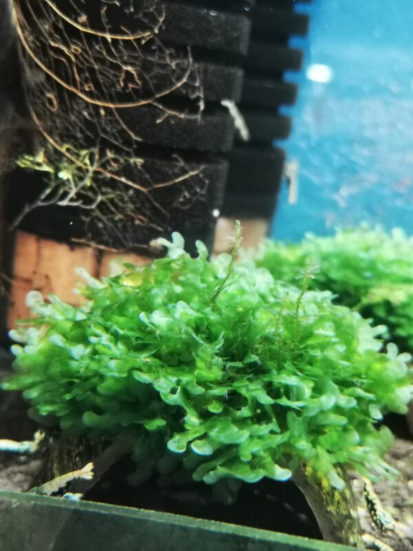 SUBWASSERTANG ON THE HALF OF COCONUT SHELL  SIZE APPROX 9-10 CM - Image 3