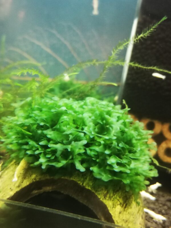 SUBWASSERTANG ON THE HALF OF COCONUT SHELL  SIZE APPROX 9-10 CM - Image 4