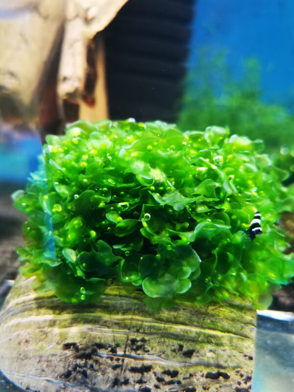 SUBWASSERTANG ON THE HALF OF COCONUT SHELL  SIZE APPROX 9-10 CM