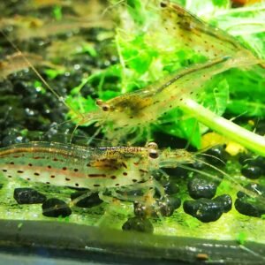 AMANO – ''Algae Eaters'' approx. 1,5-2 CM (2 extra for each group of 10)