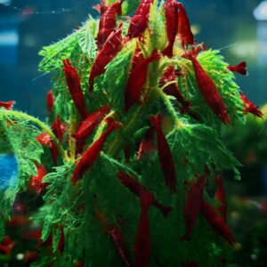 BLOODY MARY - 1.5-2.0 CM