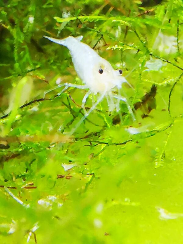 SNOW BALL / WHITE PEARL - 1.5-2.0 CM - Image 3