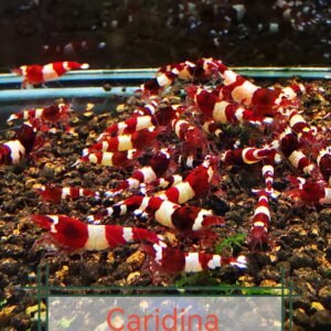 PANDA RED RUBY TAIWAN BEE - 1.0 CM (2 extra for each group of 10)