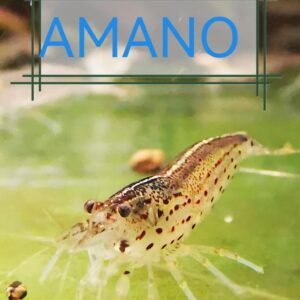AMANO LARGE SIZE: 2.5cm+ ''Algae Eaters'' (2 extra for each group of 10)