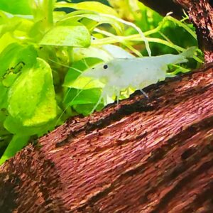 SNOW BALL / WHITE PEARL - 1.5-2.0 CM