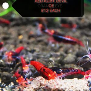 RED RUBY DEVIL ORANGE EYE - 1.0 CM