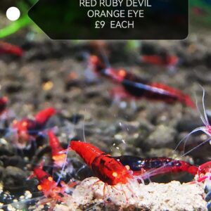 RED DEVIL ORANGE EYE - 1.0 CM