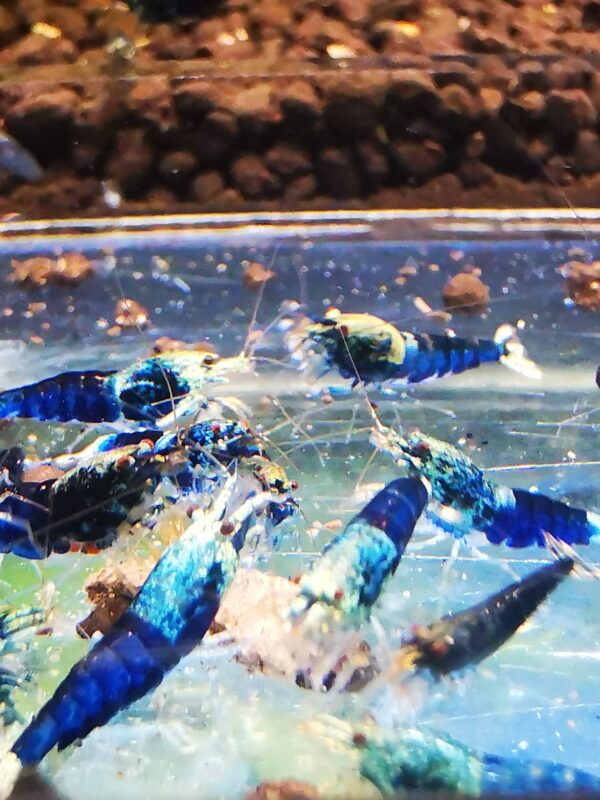 Ocean blue - 1.0 CM - Image 5