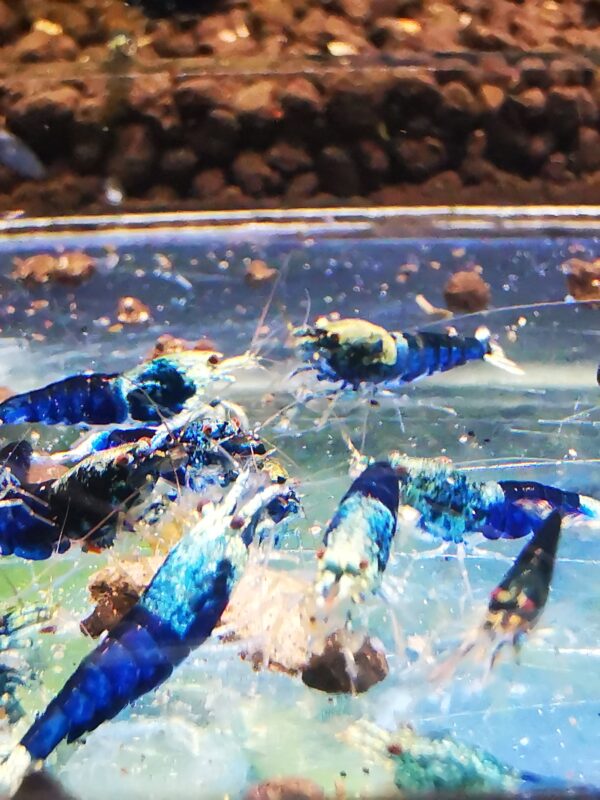 Ocean blue - 1.0 CM - Image 4