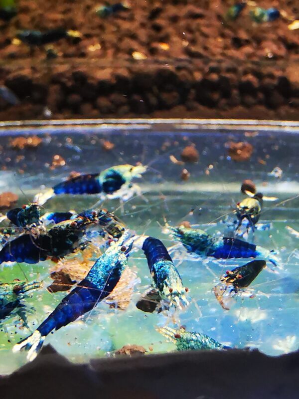 Ocean blue - 1.0 CM - Image 3