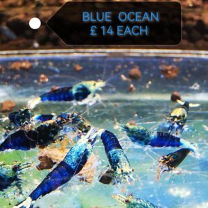Ocean blue - 1.0 CM