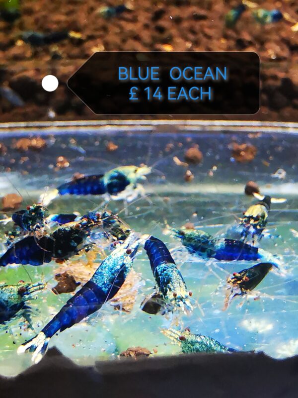 Ocean blue - 1.0 CM
