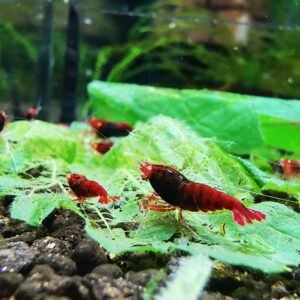 RED RUBY DEVIL ORANGE EYE HIGH GRADE- 1.0 CM