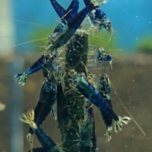 Ocean Blue HIGH GRADE - 1.0 CM