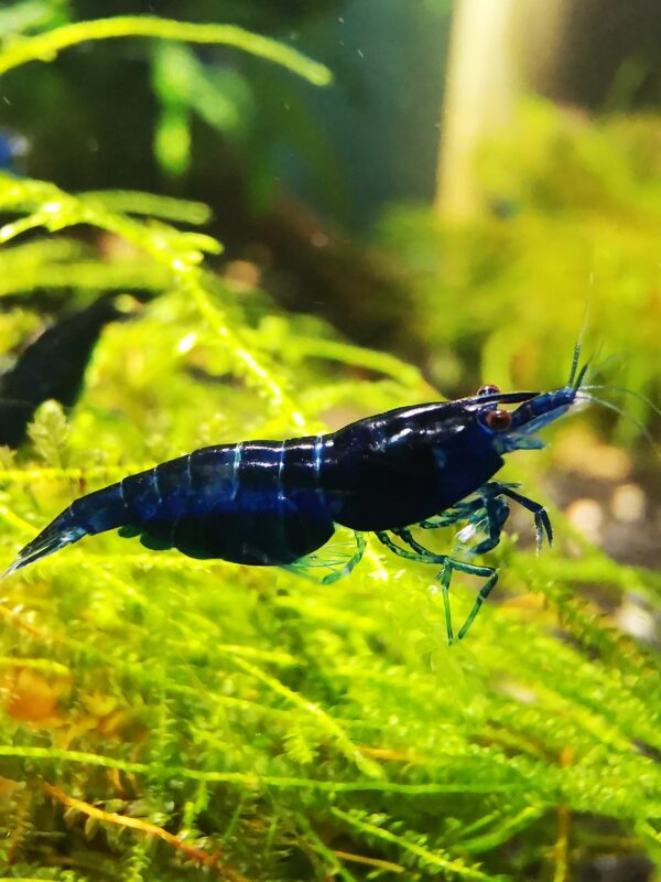 BLUE DIAMOND VERY DARK GLOSSY BLUE COLOR - 1.5-2.0 CM - Image 5