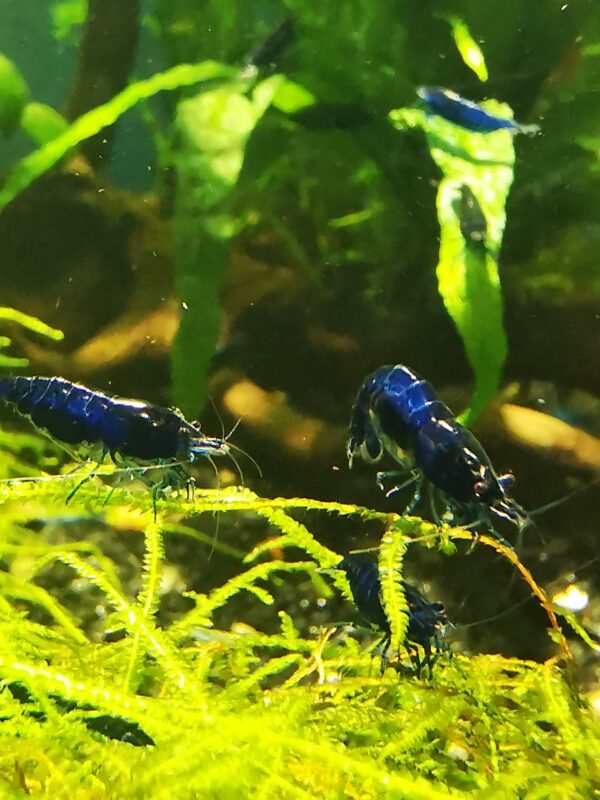 BLUE DIAMOND VERY DARK GLOSSY BLUE COLOR - 1.5-2.0 CM - Image 3