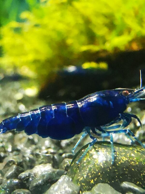 BLUE DIAMOND VERY DARK GLOSSY BLUE COLOR - 1.5-2.0 CM